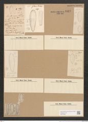 Surirella sp. (de-Toni-Nr.: Genus 53, Species 2271) Zeichnungen Sammlung Grunow Nr. 4823 (NHMW-BOT-W0372980)